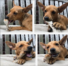 Load image into Gallery viewer, Makspatch Dog Treats. Peanut Butter Bones.