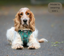 Load image into Gallery viewer, Pawstory Trail Buddy Harnass - Little Adventurer