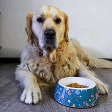 Load image into Gallery viewer, PawStory Avenue Classic Pet Bowl – Atlas Green