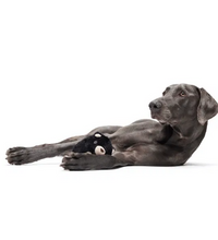 Load image into Gallery viewer, BARK - Tough Collection - Black Bear Bones