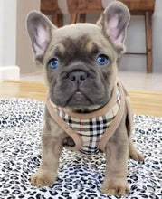 Load image into Gallery viewer, Classic Plaid Dog Harness with Lead