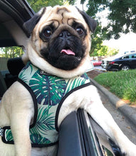 Load image into Gallery viewer, NEW Tropical dog harness set