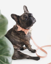 Load image into Gallery viewer, PU Leather Bow Collar & Lead Set