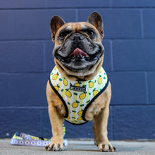 Load image into Gallery viewer, Lemons dog harness set
