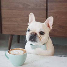 Load image into Gallery viewer, NEW BOW Collar set