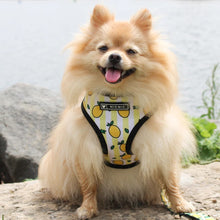 Load image into Gallery viewer, NEW Lemons dog harness set
