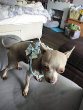 Load image into Gallery viewer, Stipe Bow dog harness set BLUE