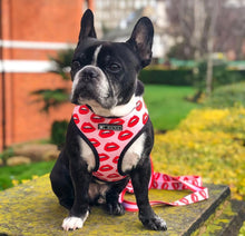 Load image into Gallery viewer, NEW Kisses dog harness set