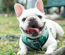 Load image into Gallery viewer, NEW Tropical dog harness set