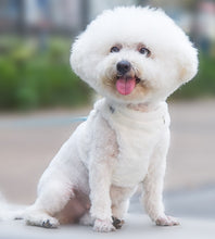 Load image into Gallery viewer, NEW Winter dog harness