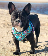 Load image into Gallery viewer, NEW Unicorn dog harness set