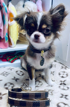 Load image into Gallery viewer, NEW Designer inspired Orig. collar and lead set