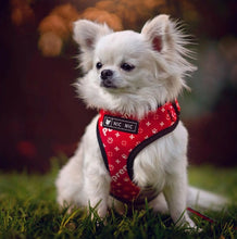 Load image into Gallery viewer, NEW paws dog harness set