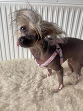 Load image into Gallery viewer, NEW Flower harness set