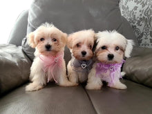 Load image into Gallery viewer, NEW Little heart dog necklace