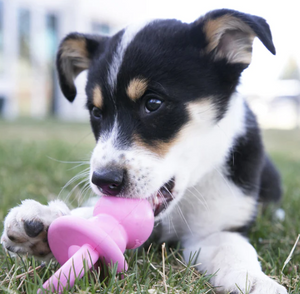 KONG PUPPY BINKIE