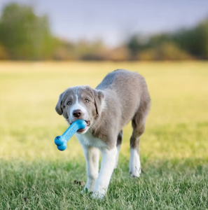 KONG PUPPY GOODIE BONE