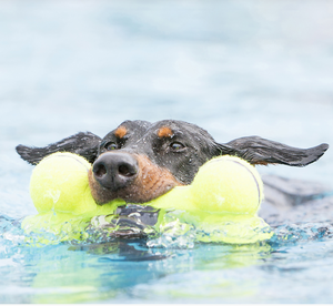KONG AIR DOG COLLECTION SMALL SQUEAKER BONE
