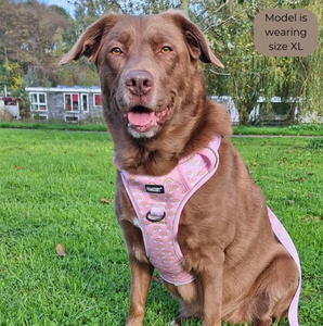 Pawstory Trail Buddy Harnass - Chasing Rainbows