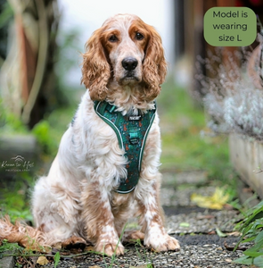 Pawstory Trail Buddy Harnass - Little Adventurer