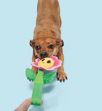 Load image into Gallery viewer, BARK - Penny Pechewnia
