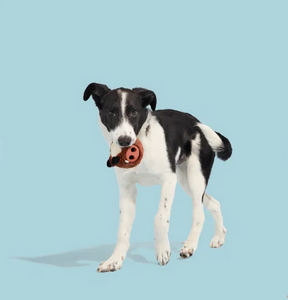 BARK - Tough Collection - Wild Boris