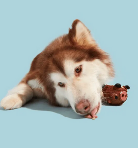 BARK - Tough Collection - Wild Boris