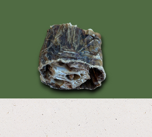 Natural Dog Treats - Ostrich Neck Chunks 1PC