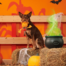 Load image into Gallery viewer, BARK Halloween Jack-Crow-Lantern
