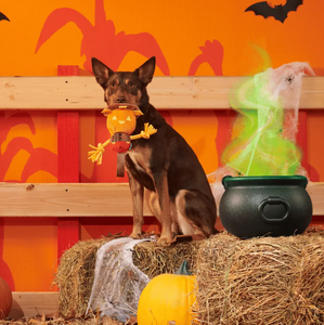 BARK Halloween Jack-Crow-Lantern