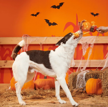 Load image into Gallery viewer, BARK Halloween Jack-Crow-Lantern
