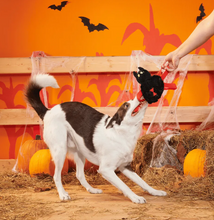 Load image into Gallery viewer, BARK Halloween Blake Widow
