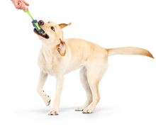 Load image into Gallery viewer, Bark x Crufts Personal Beast Play Timer
