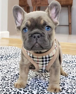 Designer inspired dog harness