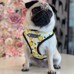 NEW Lemons dog harness set