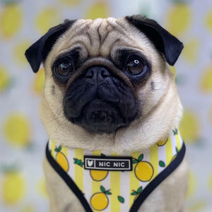 NEW Lemons dog harness set