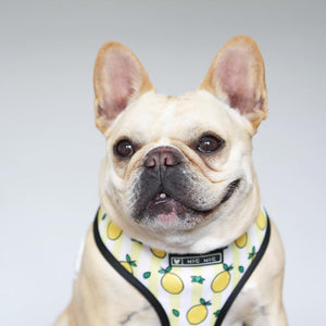 NEW Lemons dog harness set