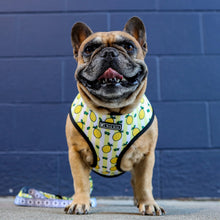 Load image into Gallery viewer, NEW Lemons dog harness set
