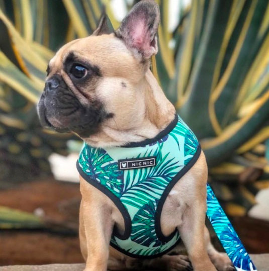 NEW Tropical dog harness set