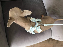 Load image into Gallery viewer, Stipe Bow dog harness set BLUE
