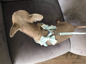NEW Stipe Bow dog harness set PINK