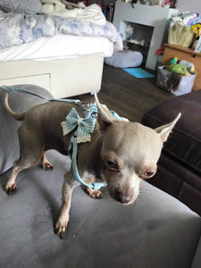 NEW Stipe Bow dog harness set PINK