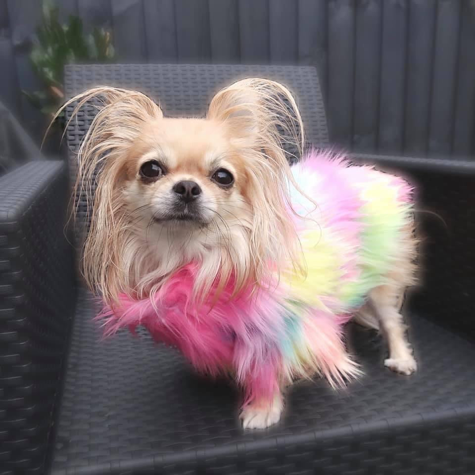 NEW PopStar dog jumper