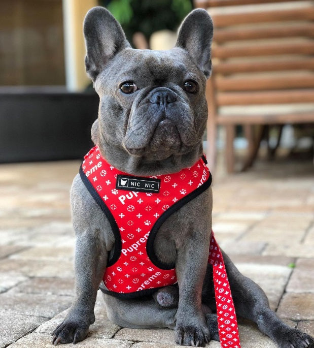 NEW paws dog harness set