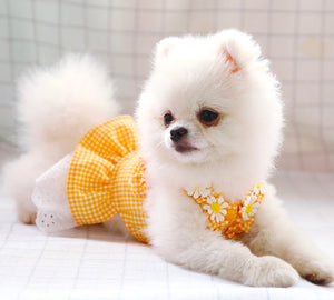 Sunny Bunny dog dress